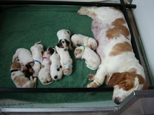 Top Quality Litter KC Reg Basset Hound Puppies